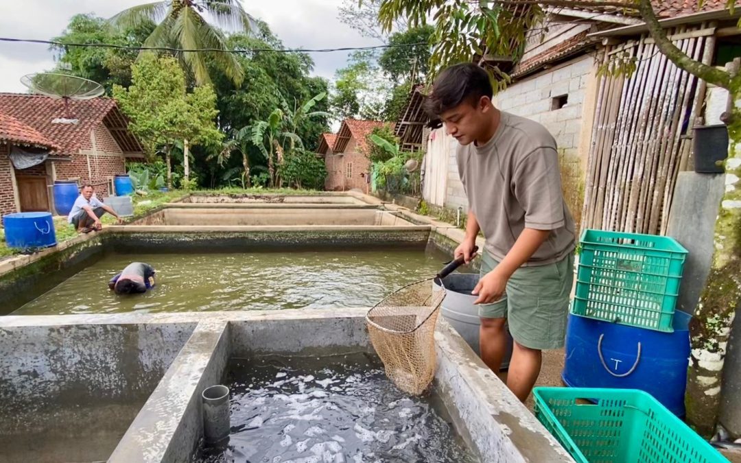 Gagal Cari Kerja, Pemuda Asal Gentansari Ini Sukses Raup Cuan Ratusan Juta dari Ikan Lele